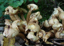 Pholiota squarrosa / Sparriger Schppling / Strophariaceae / Truschlingsverwandte