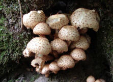 Pholiota squarrosa / Sparriger Schppling / Strophariaceae / Truschlingsverwandte