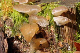 Pseudohydnum gelatinosum / Zitterzahn / Eispilz / Exidiaceae / Drslingsverwandte