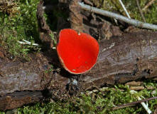 Sarcoscypha coccinea / Zinnoberroter Kelchbecherling / Sarcoscyphaceae / Kelchbecherlingsverwandte