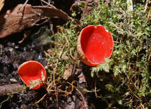 Sarcoscypha coccinea / Zinnoberroter Kelchbecherling / Sarcoscyphaceae / Kelchbecherlingsverwandte