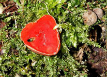 Sarcoscypha coccinea / Zinnoberroter Kelchbecherling / Sarcoscyphaceae / Kelchbecherlingsverwandte