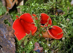 Sarcoscypha coccinea / Zinnoberroter Kelchbecherling / Sarcoscyphaceae / Kelchbecherlingsverwandte