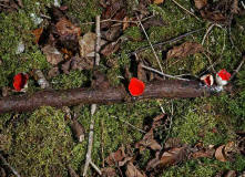 Sarcoscypha coccinea / Zinnoberroter Kelchbecherling / Sarcoscyphaceae / Kelchbecherlingsverwandte