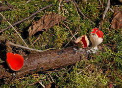 Sarcoscypha coccinea / Zinnoberroter Kelchbecherling / Sarcoscyphaceae / Kelchbecherlingsverwandte