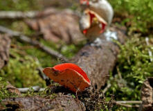 Sarcoscypha coccinea / Zinnoberroter Kelchbecherling / Sarcoscyphaceae / Kelchbecherlingsverwandte