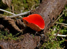 Sarcoscypha coccinea / Zinnoberroter Kelchbecherling / Sarcoscyphaceae / Kelchbecherlingsverwandte