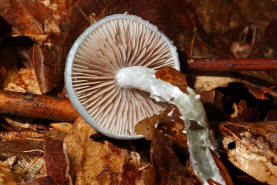 Stropharia aeruginosa / Grnspan-Truschling / Strophariaceae / Truschlingsverwandte