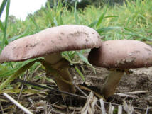 Stropharia rugosoannulata / Riesen-Truschling / Strophariaceae / Truschlingsverwandte