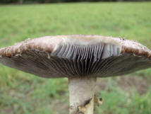 Stropharia rugosoannulata / Riesen-Truschling / Strophariaceae / Truschlingsverwandte