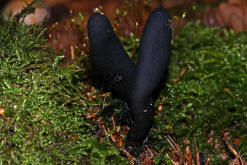 Xylaria polymorpha / Vielgestaltige Holzkeule / Xylariaceae / Holzkeulenverwandte