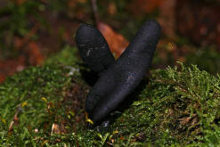 Xylaria polymorpha / Vielgestaltige Holzkeule / Xylariaceae / Holzkeulenverwandte