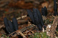 Xylaria polymorpha / Vielgestaltige Holzkeule / Xylariaceae / Holzkeulenverwandte