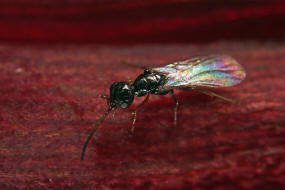 Bethylidae spec. / Unbestimmte Plattwespen / Plattwespen - Bethylidae / Ordnung: Hautflgler - Hymenoptera
