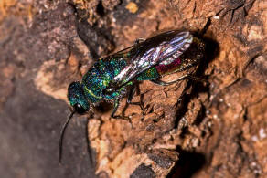 Chrysis fulgida / Blaugrnrote Goldwespe / Goldwespen - Chrysididae