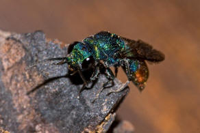 Chrysis fulgida / Blaugrnrote Goldwespe / Goldwespen - Chrysididae