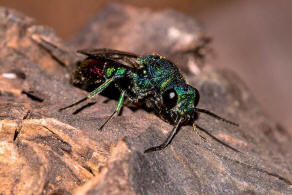 Chrysis fulgida / Blaugrnrote Goldwespe / Goldwespen - Chrysididae