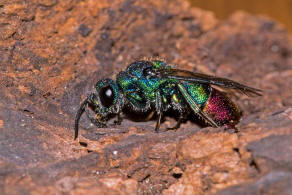 Chrysis fulgida / Blaugrnrote Goldwespe / Goldwespen - Chrysididae