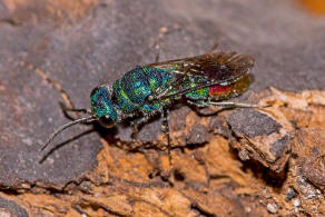 Chrysis fulgida / Blaugrnrote Goldwespe / Goldwespen - Chrysididae