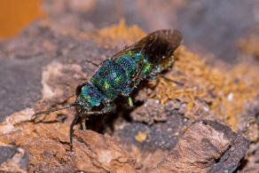 Chrysis fulgida / Blaugrnrote Goldwespe / Goldwespen - Chrysididae