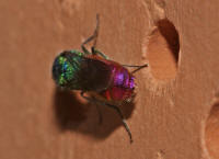 Chrysis cf. ignita / Gemeine Goldwespe / Feuergoldwespe