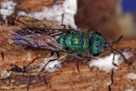 Chrysis ignita / Feuergoldwespe / Goldwespen - Chrysididae / Ordnung: Hautflgler - Hymenoptera