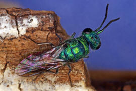Chrysis ignita / Feuergoldwespe / Goldwespen - Chrysididae / Ordnung: Hautflgler - Hymenoptera