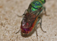 Chrysis cf. ignita / Gemeine Goldwespe / Feuergoldwespe