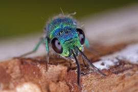 Chrysis ignita / Feuergoldwespe / Goldwespen - Chrysididae / Ordnung: Hautflgler - Hymenoptera