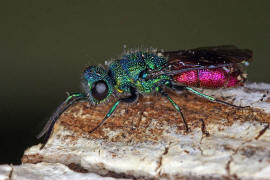 Chrysis ignita / Feuergoldwespe / Goldwespen - Chrysididae / Ordnung: Hautflgler - Hymenoptera