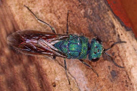 Chrysis ignita s. str. / Feuergoldwespe / Goldwespen - Chrysididae / Ordnung: Hautflgler - Hymenoptera