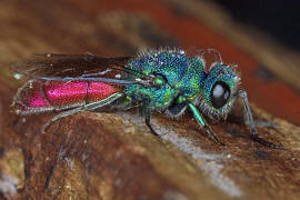 Chrysis ignita s. str. / Feuergoldwespe / Goldwespen - Chrysididae / Ordnung: Hautflgler - Hymenoptera