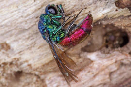 Chrysis ignita s. str. / Feuergoldwespe / Goldwespen - Chrysididae / Ordnung: Hautflgler - Hymenoptera