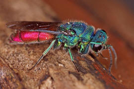 Chrysis ignita s. str. / Feuergoldwespe / Goldwespen - Chrysididae / Ordnung: Hautflgler - Hymenoptera