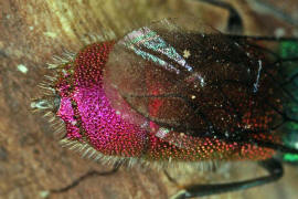 Chrysis ignita s. str. / Feuergoldwespe / Goldwespen - Chrysididae / Ordnung: Hautflgler - Hymenoptera