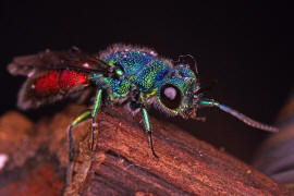 Chrysis ignita s. str. / Feuergoldwespe / Goldwespen - Chrysididae / Ordnung: Hautflgler - Hymenoptera