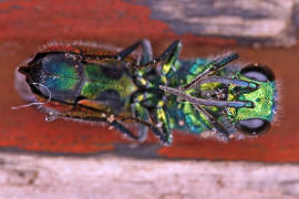 Chrysis ignita s. str. / Feuergoldwespe / Goldwespen - Chrysididae / Ordnung: Hautflgler - Hymenoptera