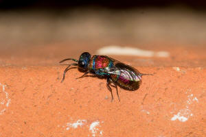 Chrysis leachii Shuckard, 1837 / Goldwespen - Chrysididae