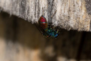 Chrysis leachii Shuckard, 1837 / Goldwespen - Chrysididae