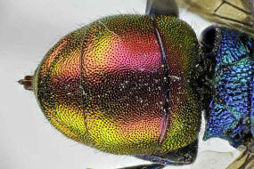 Hedychrum nobile / Sand-Goldwespe / Goldwespen - Chrysididae / Ordnung: Hautflgler - Hymenoptera