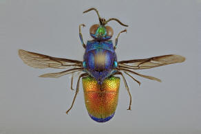 Stilbum calens ssp. wesmaeli Dahlbom, 1845 / Goldwespen - Chrysididae - Chrysidinae