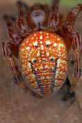 Araneus alsine / Sumpf-Kreuzspinne (auch Erdbeerspinne) / Araneidae - Echte Radnetzspinnen / Ordnung: Webspinnen - Araneae