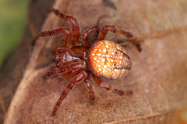 Araneus alsine / Sumpf-Kreuzspinne (auch Erdbeerspinne) / Araneidae - Echte Radnetzspinnen / Ordnung: Webspinnen - Araneae