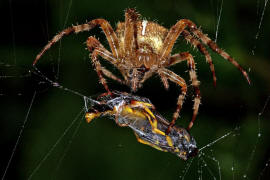 Araneus diadematus / Gartenkreuzspinne / Araneidae - Radnetzspinnen (mit Schlupfwespe als Beute)