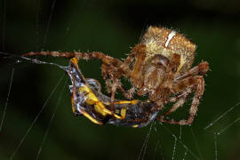 Araneus diadematus / Gartenkreuzspinne / Araneidae - Radnetzspinnen (mit Schlupfwespe als Beute)