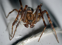 Araneus diadematus / Gartenkreuzspinne (Mnnchen) / Araneidae - Radnetzspinnen