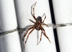 Araneus diadematus / Gartenkreuzspinne (Mnnchen) / Araneidae - Radnetzspinnen