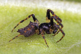 Cyclosa oculata / "Kreisspinne" / Araneidae - Echte Radnetzspinnen / Ordnung: Webspinnen - Araneae