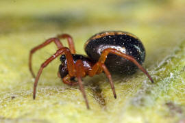 Hypsosinga pygmaea / "Glanzspinne" / Araneidae - Echte Radnetzspinnen / Ordnung: Webspinnen - Araneae