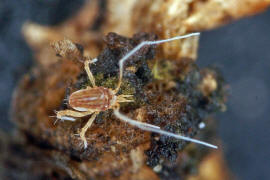 Linopodes